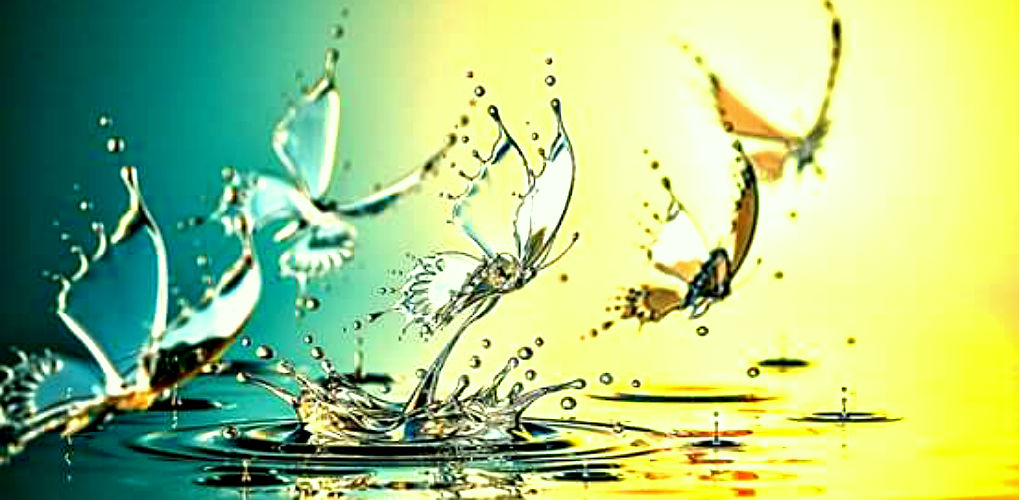 vlinders1019x500